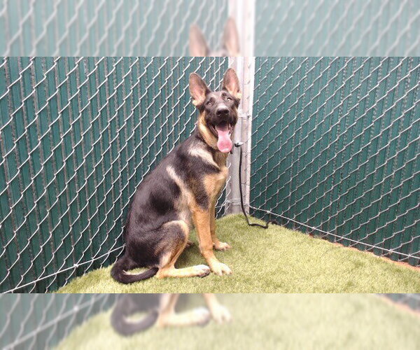 Medium Photo #1 German Shepherd Dog Puppy For Sale in Downey, CA, USA