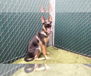 German Shepherd Dog Dogs for adoption in Downey, CA, USA