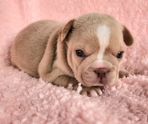 French Bulldog Puppy for sale in LAS VEGAS, NV, USA