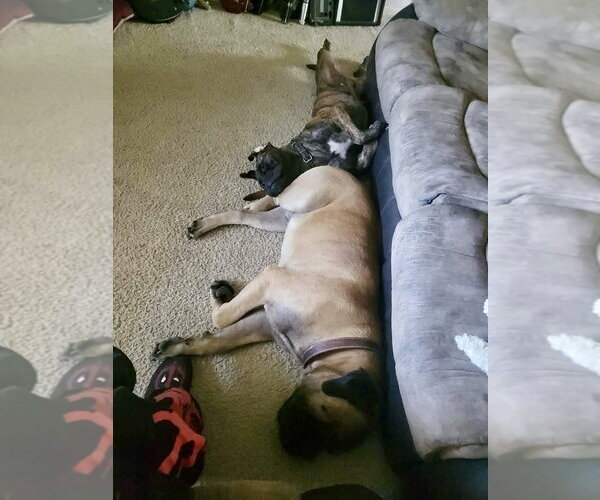 Medium Photo #3 Bullmastiff Puppy For Sale in Goodyear, AZ, USA