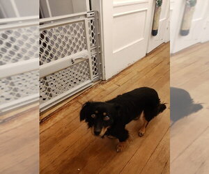 Casper - Male Tibetan Spaniel-Unknown Mix Dog for Adoption - Photo #12