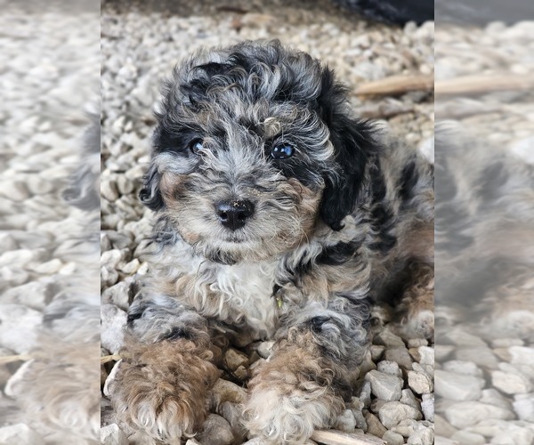 Medium Photo #5 Aussie-Poo-Aussiedoodle Mix Puppy For Sale in TAYLOR, TX, USA