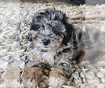 Small #4 Aussie-Poo-Aussiedoodle Mix