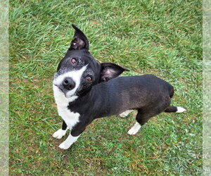 Border Collie-Unknown Mix Dogs for adoption in Unionville, PA, USA