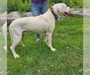 Father of the Dogo Argentino puppies born on 06/12/2025