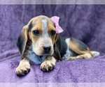 Small Photo #13 Beagle Puppy For Sale in LAKELAND, FL, USA