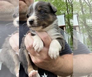 Australian Shepherd Puppy for Sale in FAIRFIELD, Illinois USA