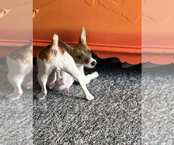 Medium Photo #4 Jack Russell Terrier Puppy For Sale in Springdale, PA, USA
