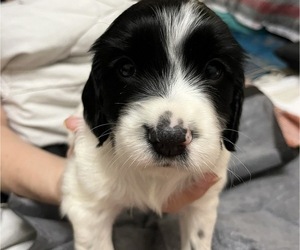 English Cocker Spaniel Puppy for sale in MULBERRY, FL, USA