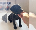 Puppy 9 Bullmastiff-Mastador Mix