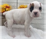 Small #8 Boxer