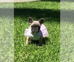 Small Photo #4 French Bulldog Puppy For Sale in WHITTIER, CA, USA