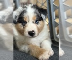 Puppy AKC Peach Australian Shepherd