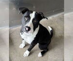 Small American Pit Bull Terrier
