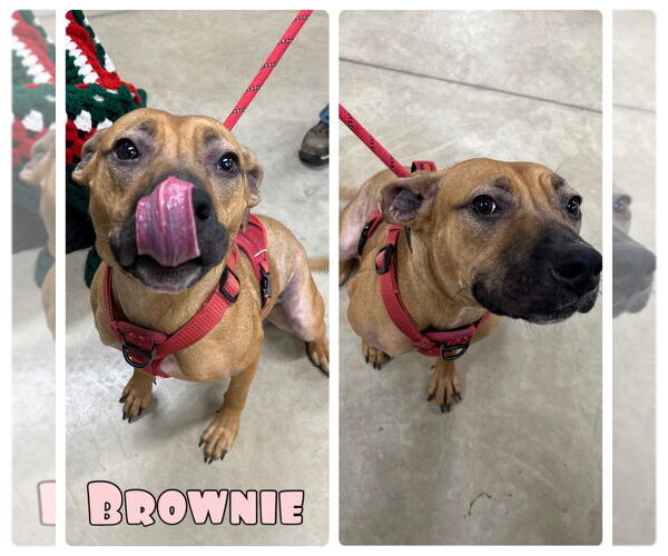 Medium Photo #2 American Staffordshire Terrier-Unknown Mix Puppy For Sale in Pierceton , IN, USA