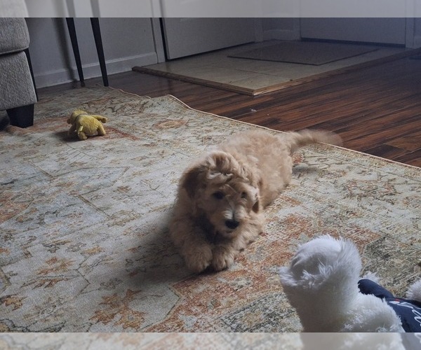 Medium Photo #15 Goldendoodle Puppy For Sale in LOUISA, VA, USA