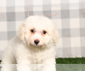Bichon Frise Puppy for sale in MARIETTA, GA, USA