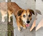 Small Photo #1 Golden Retriever-Unknown Mix Puppy For Sale in Marathon, FL, USA
