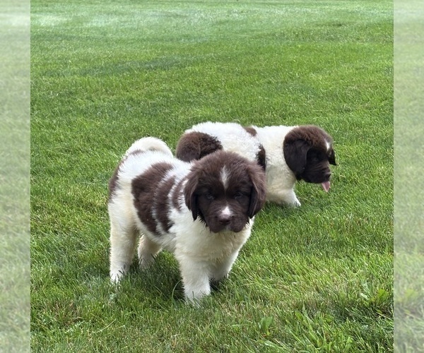Medium Photo #3 Newfoundland Puppy For Sale in WAUSEON, OH, USA