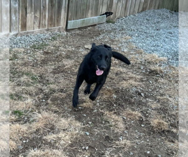 Medium Photo #2 Golden Shepherd Puppy For Sale in Thomasville, NC, USA