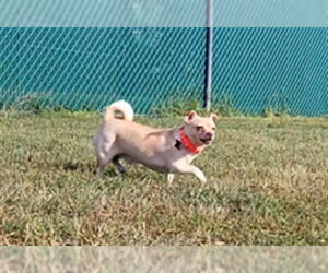 Medium Chihuahua