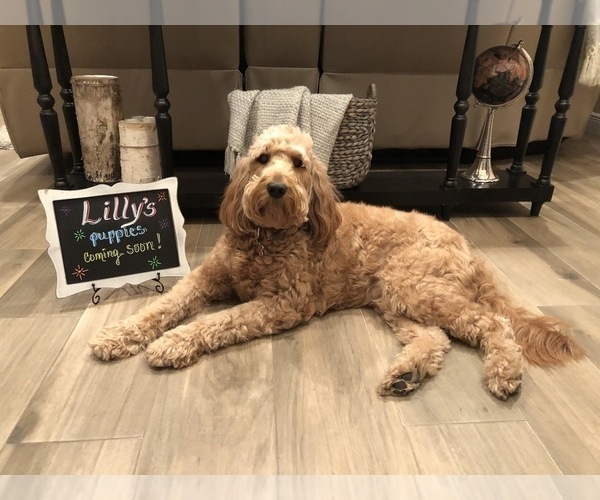 View Ad Goldendoodle Puppy for Sale near Florida, MIAMI