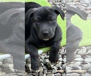 Labrador Retriever-Unknown Mix Dogs for adoption in Rockaway, NJ, USA