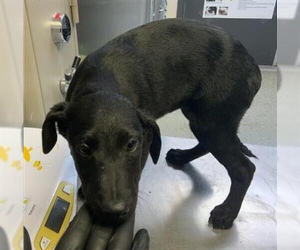 Medium Photo #1 Doberman Pinscher-Unknown Mix Puppy For Sale in Visalia, CA, USA