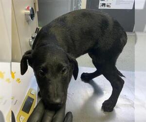 Doberman Pinscher-Unknown Mix Dogs for adoption in Visalia, CA, USA