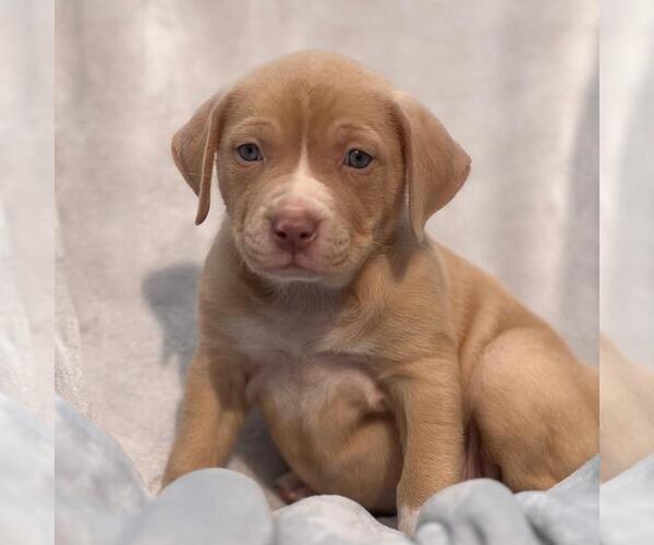Medium Photo #2 Labrador Retriever-Unknown Mix Puppy For Sale in San Diego, CA, USA
