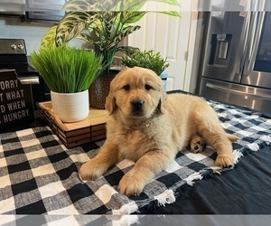 Golden Retriever Puppy for sale in INDIANAPOLIS, IN, USA