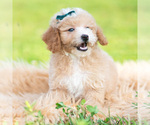 Small #2 Poodle (Miniature)