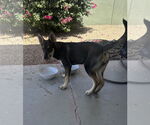 Small #1 Mutt