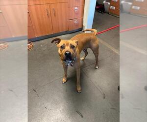 Mutt Dogs for adoption in Santa Cruz, CA, USA