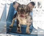 Small Photo #5 French Bulldog Puppy For Sale in ATLANTA, GA, USA