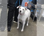 Small #1 Mutt