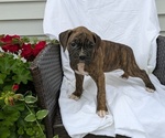 Puppy Tara Boxer