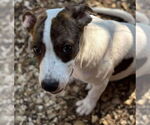 Small #2 Mutt