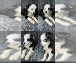 Miniature Australian Shepherd Puppy for sale in BROOKER, FL, USA