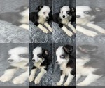 Image preview for Ad Listing. Nickname: Black tri girl