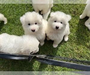 Great Pyrenees Puppy for sale in SAN FRANCISCO, CA, USA