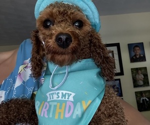 Poodle (Toy) Puppy for sale in FREELAND, MD, USA