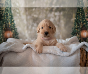 Golden Retriever Puppy for sale in WIMAUMA, FL, USA