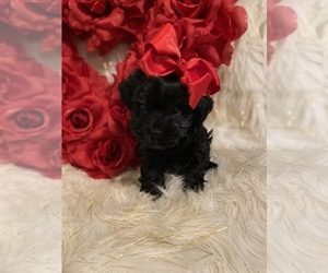 Morkie Puppy for sale in BEECH GROVE, IN, USA