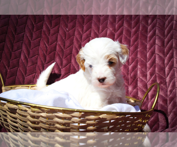 Medium Photo #1 Sheepadoodle Puppy For Sale in FAYETTEVILLE, NC, USA
