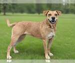 Small #3 Labrador Retriever Mix