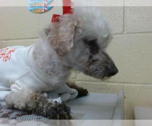 Poodle (Miniature) Dogs for adoption in Downey, CA, USA