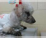 Small Poodle (Miniature)