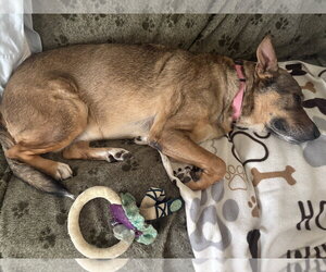 Rosie-Posie - Female Labrador Retriever-Unknown Mix Dog for Adoption - Photo #4