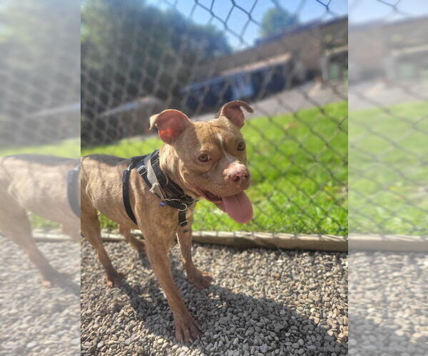 Medium Photo #8 American Staffordshire Terrier Puppy For Sale in Sayreville, NJ, NJ, USA